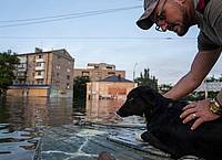 Ein Freiwilliger rettet einen Hund aus einem überfluteten Viertel in Cherson.